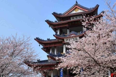 无锡太湖鼋头渚-赏樱楼