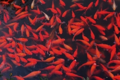 西湖花港观鱼-花港观鱼之红鲤花池铺锦绣