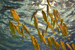 长风海洋世界