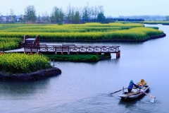 泰州溱湖湿地、赏河横千亩油菜花海、逛泰州老街一日游