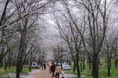 平坝樱花