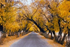 树洞公路